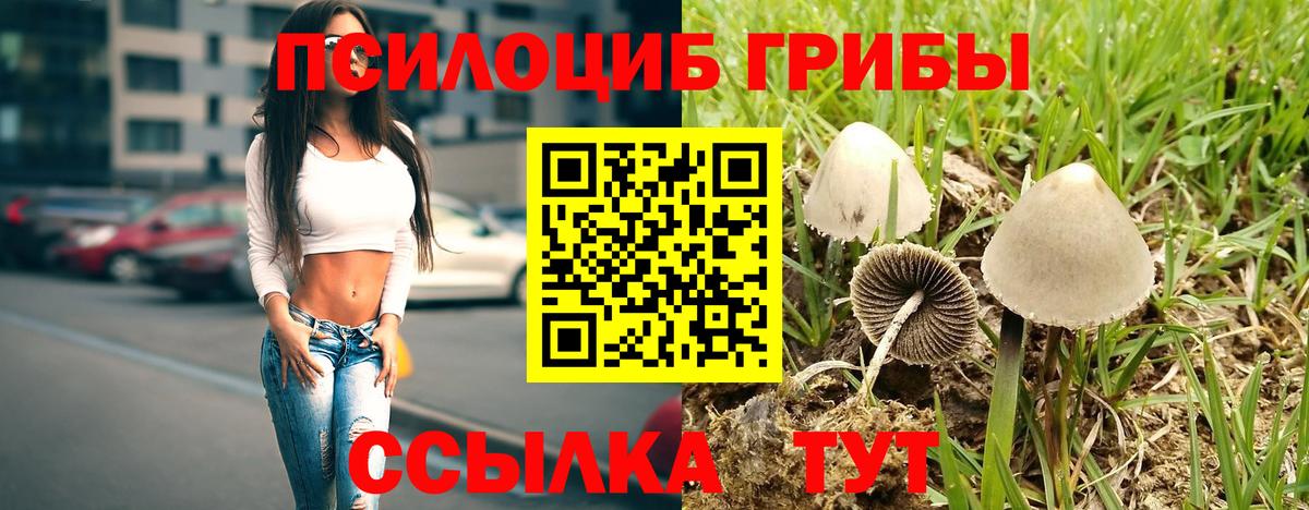 Галлюциногенные грибы Psilocybe Кстово
